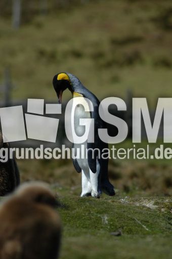 Königspinguin (38 von 84).jpg